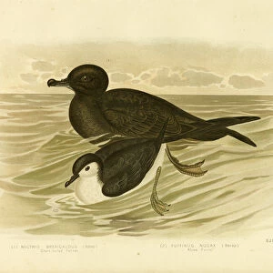 Shearwaters Collection: Short Tailed Shearwater
