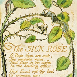 The Sick Rose, from Songs of Innocence (etching, ink & w / c)