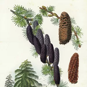 Sikkim larch, Larix griffithii, tree and cones. Handcoloured lithograph from Louis van Houtte and Charles Lemaire's Flowers of the Gardens and Hothouses of Europe, Flore des Serres et des Jardins de l'Europe, Ghent, Belgium, 1857