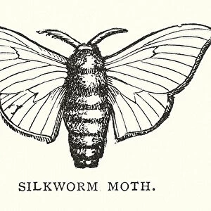 Silkworm moth (engraving)