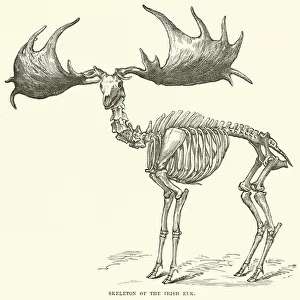 Skeleton of the Irish Elk (engraving)