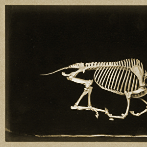 Skeleton of a running horse (b / w photo)