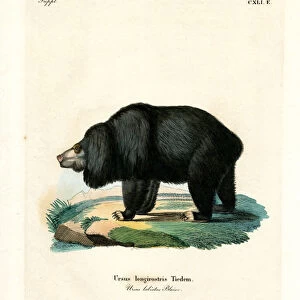 Sloth Bear (coloured engraving)