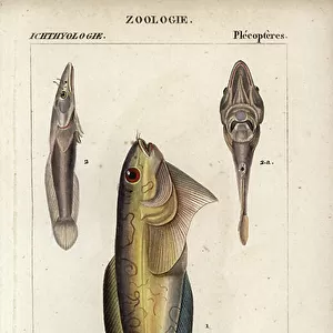 Clingfish