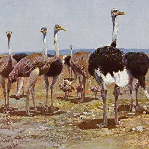 Ostriches Collection: Somali Ostrich