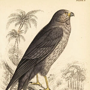 Falcons Collection: Sooty Falcon