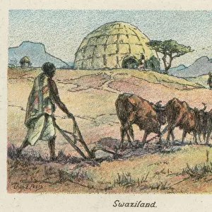 Swaziland (Eswatini) Collection: Related Images
