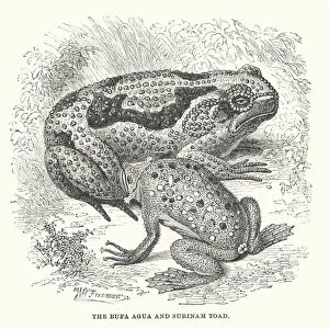 South America: The Bufa agua and Surinam toad (engraving)