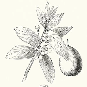 South America: Guava (engraving)