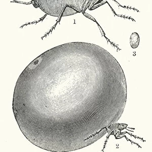 South America: Male Chego; Female Chego, dilated with eggs; Egg (engraving)
