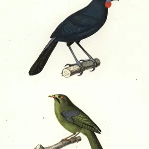 Wattled Crows Collection: Kokako