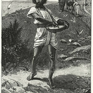 The Sower, Parable (engraving)