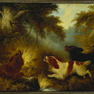 Spaniels putting up a Pheasant (oil on canvas)