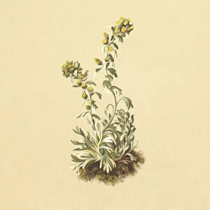 Spiked Wormwood (Artemisia spicata, Artemisia bocconei, Artemisia genipi) (colour litho)