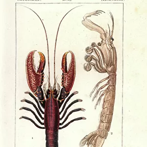 Crustaceans Collection: Langouste