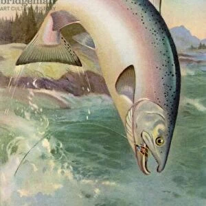 Sport Fishing: Leaping Coho Salmon, 1950 (colour litho)