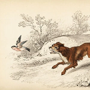 Springer or English springer spaniel, Canis lupus familiaris