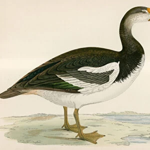 Geese Collection: Spur Winged Goose