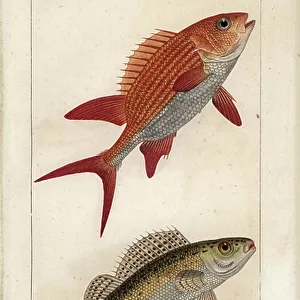 R Collection: Ruffe