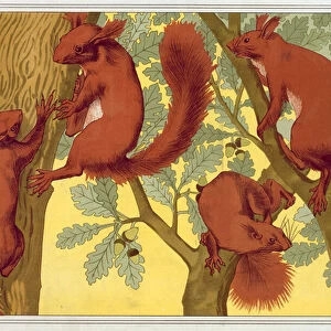 Squirrels, from L Animal dans la Decoration by Maurice Pillard Verneuil, pub. 1897 (colour lithograph)