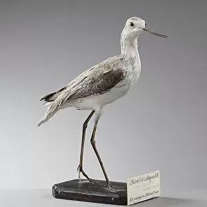 Sandpipers Collection: Marsh Sandpiper