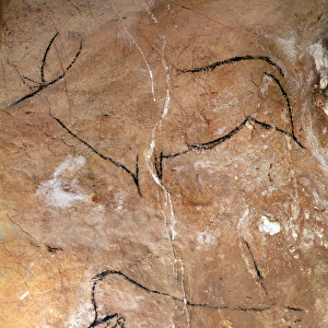 Two Stags, from the Caves of Altamira, c. 15000 BC (cave painting)