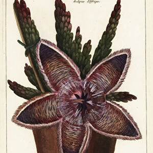 Starfish flower or carrion plant, Stapelia hirsuta Linn