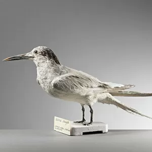 Laridae Collection: Sandwich Tern