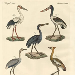 Storks Collection: Maguari Stork