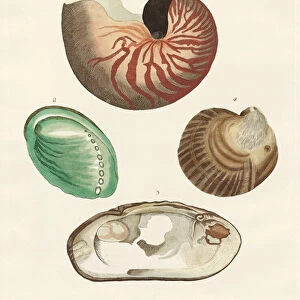 Strange snails and clams (coloured engraving)