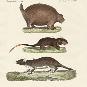 Echimyidae Collection: Guiara