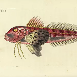 Eupleridae Collection: Lineata