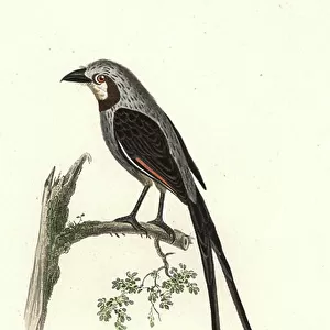 Tyrant Flycatchers Collection: Streamer Tailed Tyrant