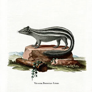 Striped Skunk (coloured engraving)