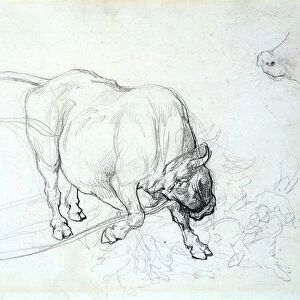 Study of a bull (pencil on paper)