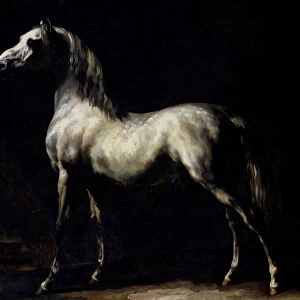 Study of a Dapple Grey (oil on canvas)