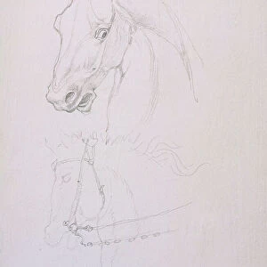 Study of a horse's head (pencil on paper)