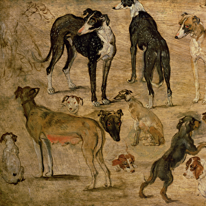 Study of Hounds, 1616