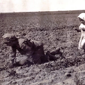 Sugar Beets Field, 1915
