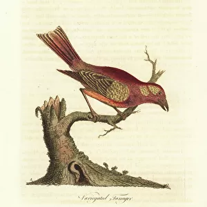 Cardinals And Grosbeaks Collection: Summer Tanager