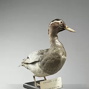 Ducks Collection: Garganey