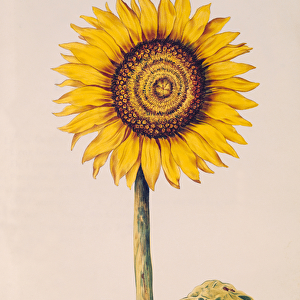 Sunflower or Helianthus, from La Guirlande de Julie, c. 1642 (w / c on vellum)