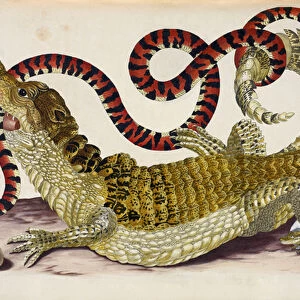 Surinam Caiman Protecting Her Hatchlings from a Coral Snake, 1719 (engraving)