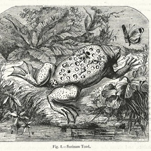 Surinam Toad (engraving)
