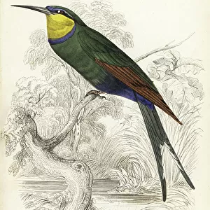 Bee Eaters Collection: Swallow Tailed Bee Eater