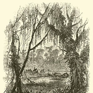 A swamp in Georgia (engraving)