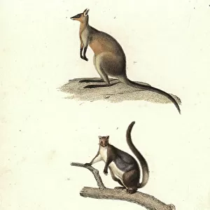 Macropodidae Collection: Swamp Wallaby