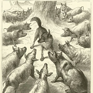 Swine and Wolf (engraving)