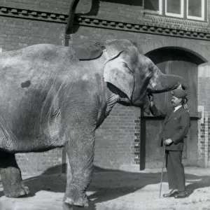 Syed Ali training Indiarani in front of the Elephant House, London Zoo