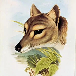 Tasmanian Wolf or Tiger (thylacinus cynocephalus) (coloured engraving)